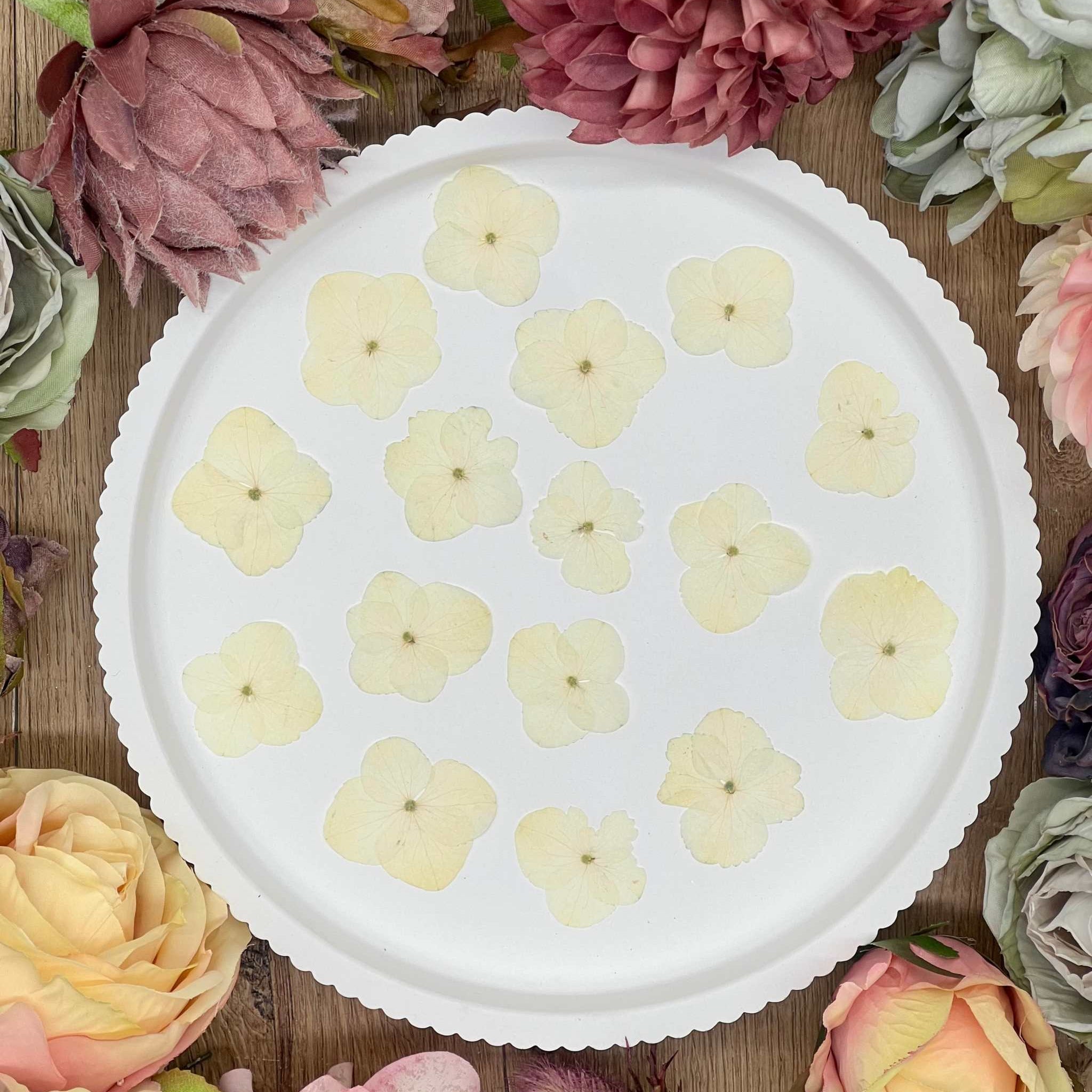 Getrocknete Blumen – 20 handgepresste Hortensien in Naturtönen, perfekt für kreative DIY-Projekte, Resin Art und kunstvolle Dekorationen.
