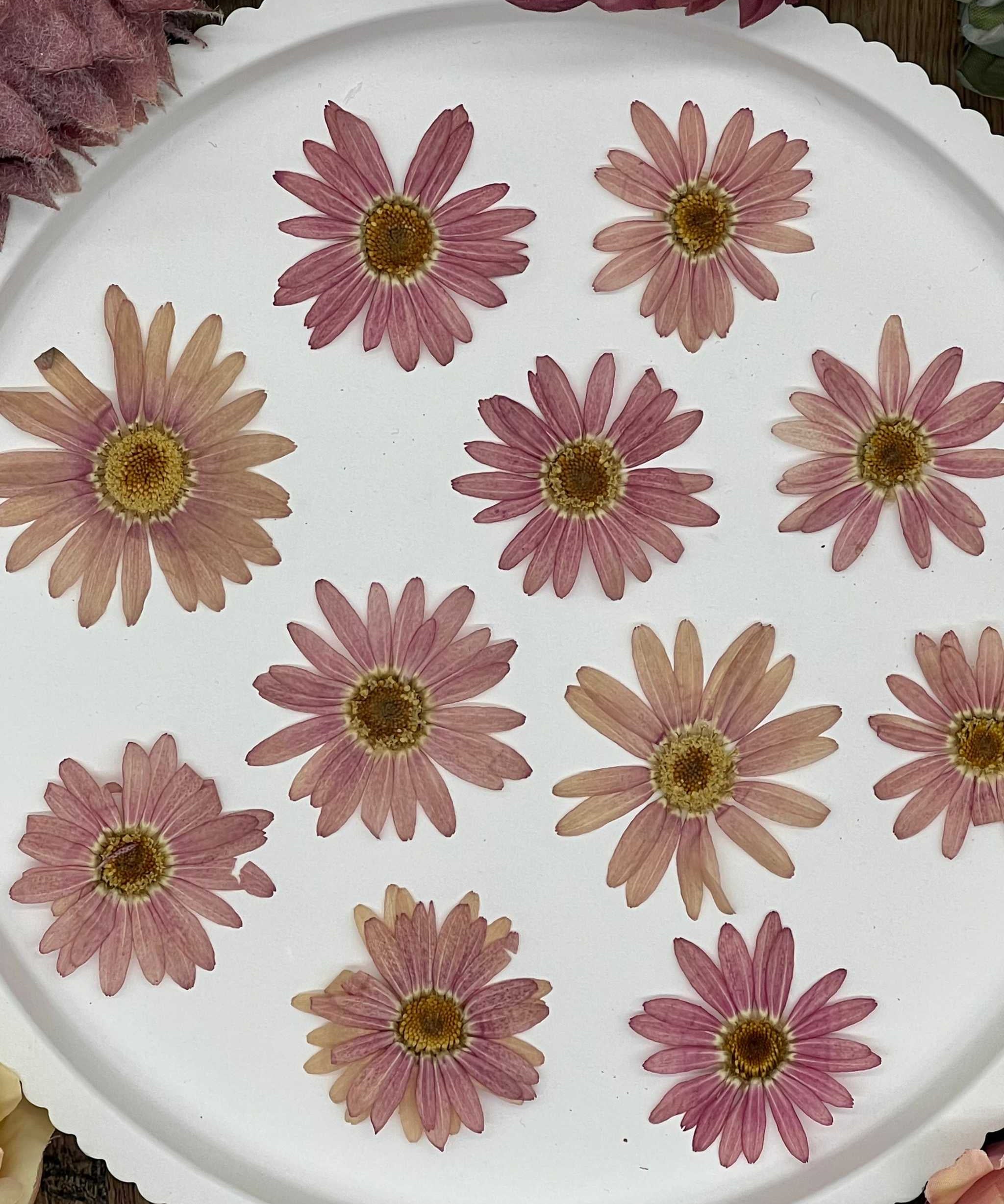 Naturgetrocknete rosa Margeriten Blüten in authentischen Farben, handverlesen und ideal für kreative Projekte, von Resin Art bis hin zu Dekorationen. Selbstgetrocknete Blüten für kreative Projekte und Resin Art. Perfekt für DIY-Kunstwerke und Dekorationen.