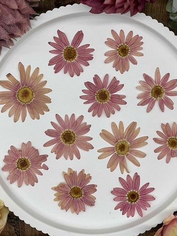 12 dried amaranth daisies in pink