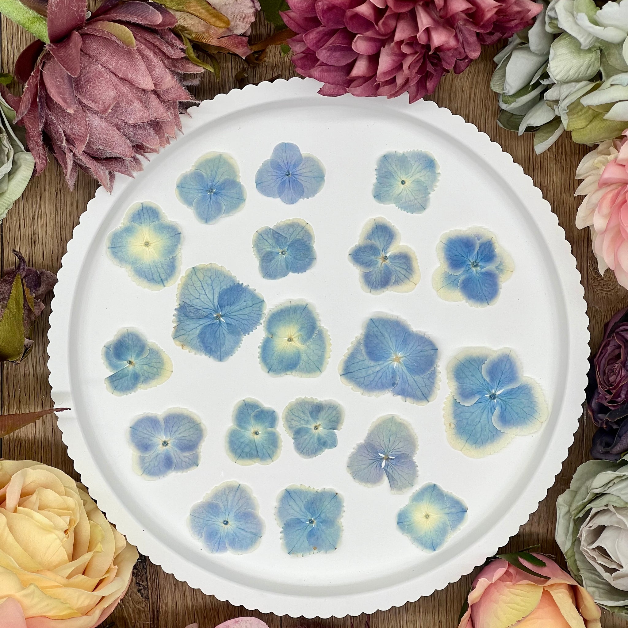 20 getrocknete Hortensien in blau weiss