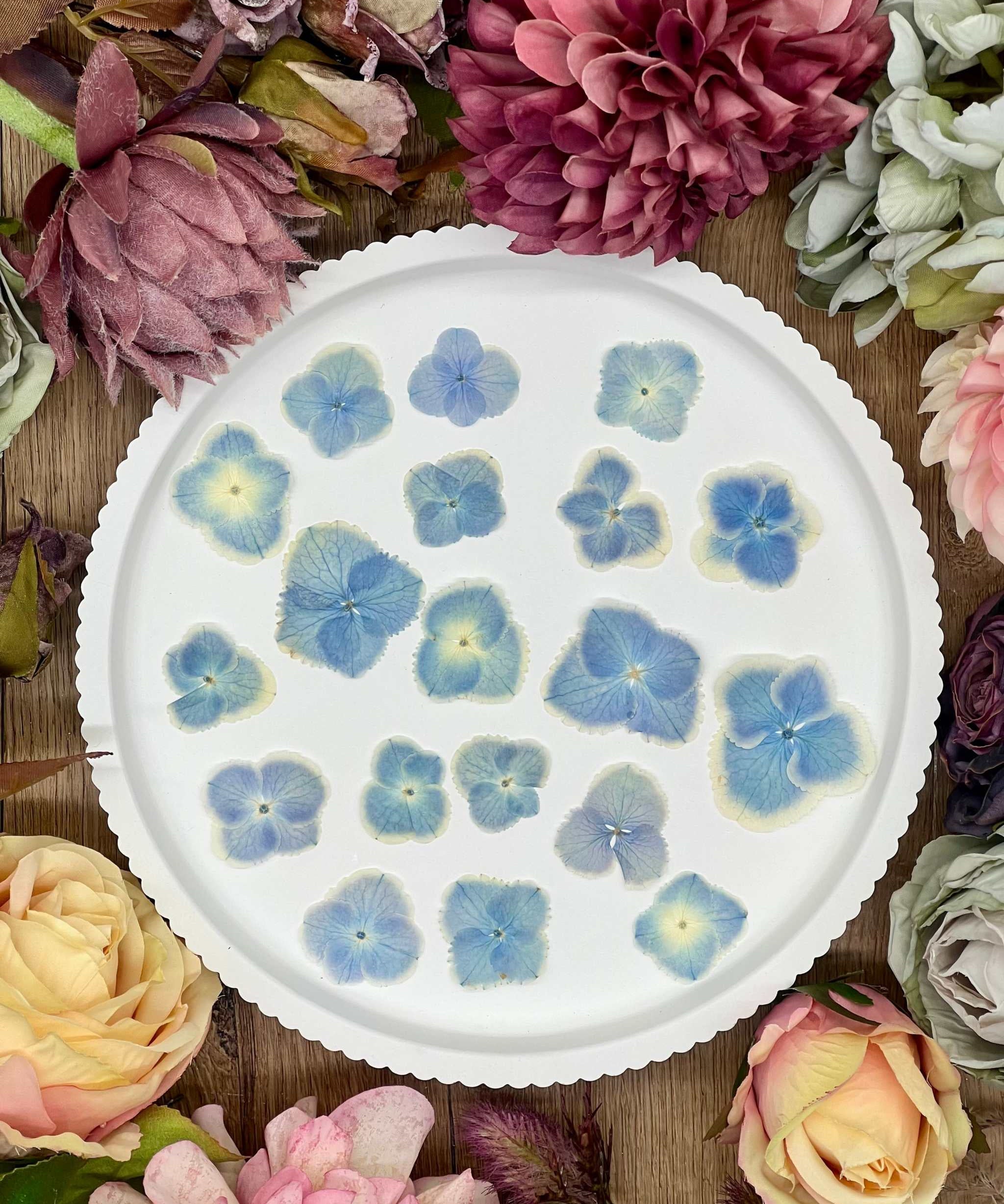 Getrocknete Blumen – 20 handgepresste Hortensien in Blau und Weiß, perfekt für kreative DIY-Projekte, Resin Art und kunstvolle Dekorationen.
