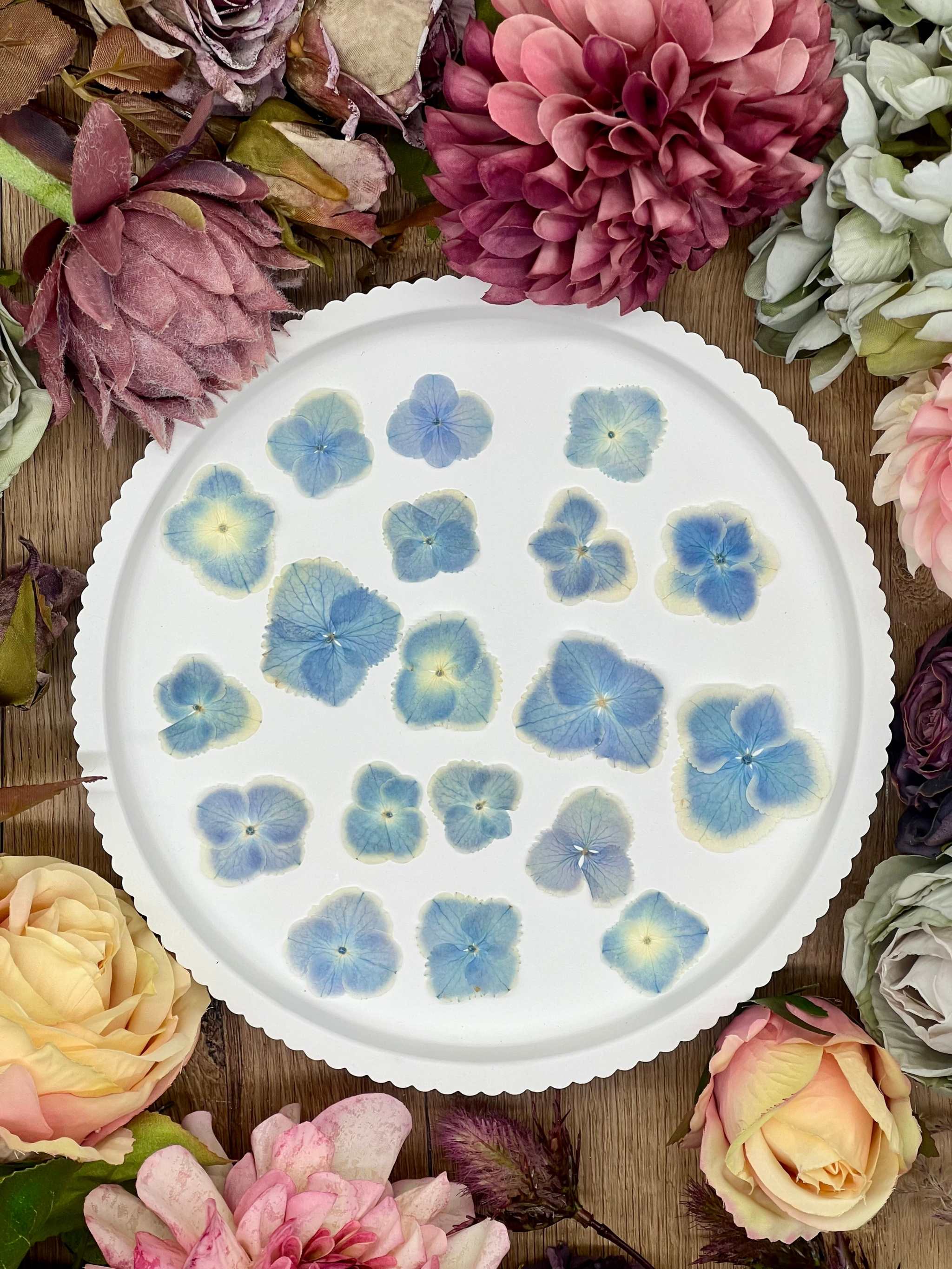 Getrocknete Blumen – 20 handgepresste Hortensien in Blau und Weiß, perfekt für kreative DIY-Projekte, Resin Art und kunstvolle Dekorationen.
