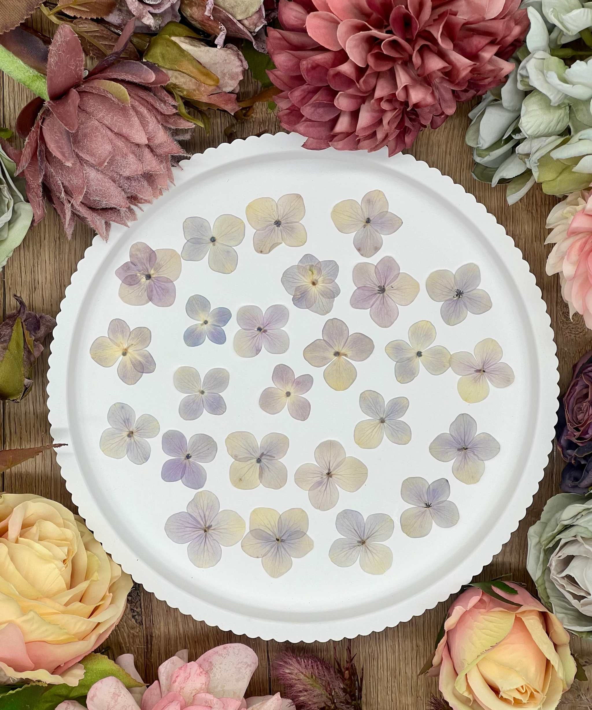 20 handpressed dried hydrangea flowers in purple and beige on a white plate for DIY projects.