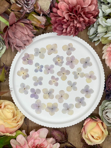 20 getrocknete Hortensien in lila beige