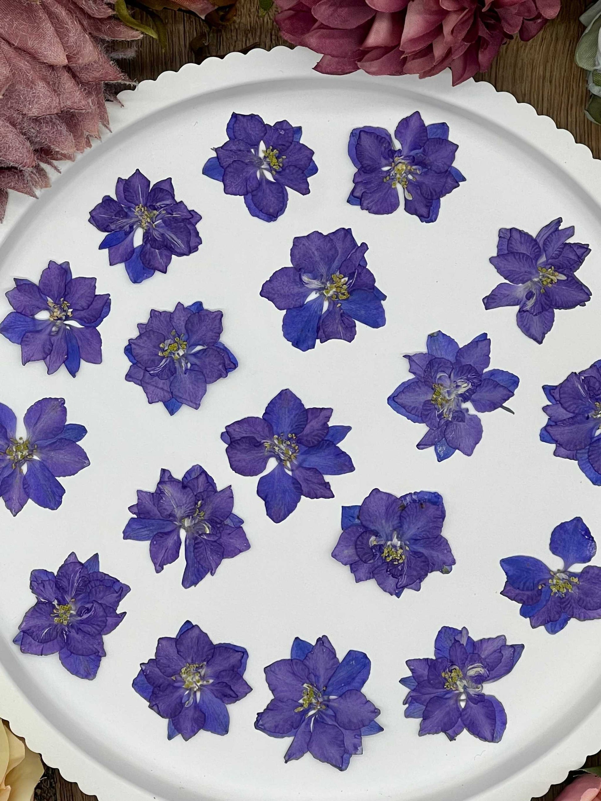 12 getrocknete Larkspur Blüten in lila auf einem weißen Hintergrund für kreative Projekte.