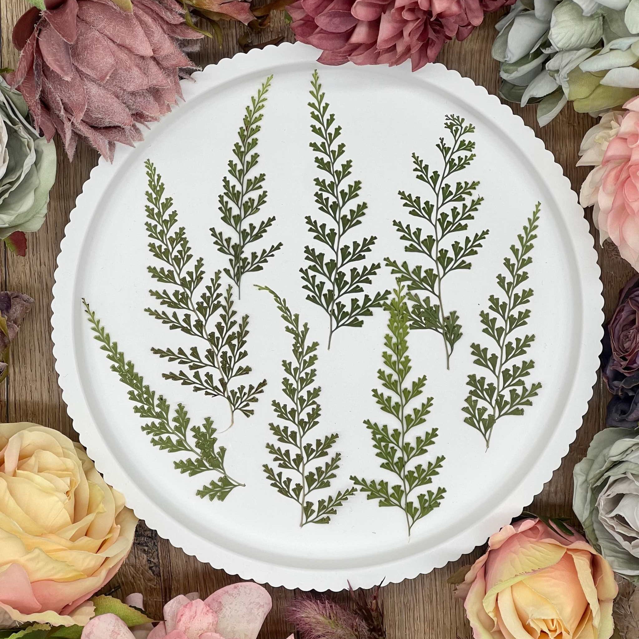 Getrocknete Blumen – 12 handgepresste Farne in Naturgrün, ideal für kreative Projekte wie Resin Art, Scrapbooking und DIY-Dekorationen.

