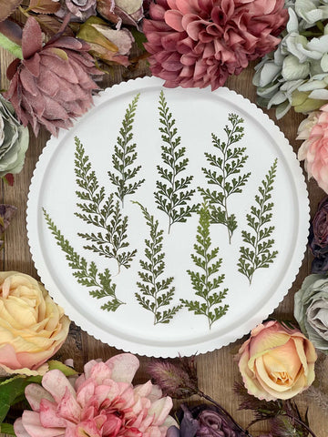 Dried Flowers – 12 Ferns