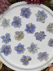 Handgetrocknete, naturbelassene Blumen und Blüten, ideal für Resin Art, Bastelprojekte oder Dekoration. Lebendige Farben für kreative Anwendungen in Kunst und Design. Sorgfältig getrocknete Blüten in strahlenden Farben.