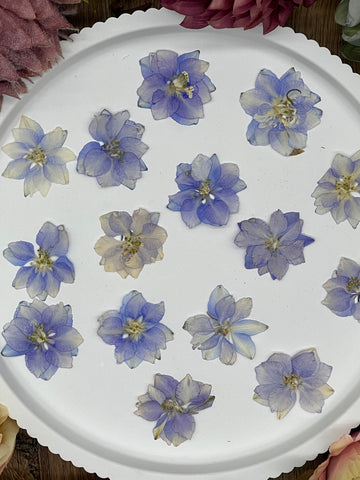 12 getrocknete Larkspur Blüten in violett