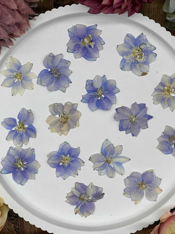 12 dried Larkspur flowers in purple