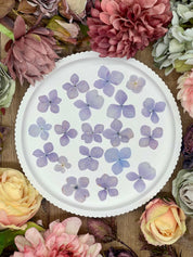 Getrocknete Blumen – 20 handgepresste Hortensien in zartem Lila, perfekt für kreative DIY-Projekte, Resin Art und kunstvolle Dekorationen.