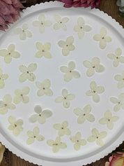 Natürlich getrocknete Hortensienblüten in Weiß, ideal für Resin-Kunst, Bastelarbeiten und Scrapbooking. Jede Blüte ist einzigartig & detailreich erhalten.