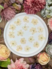 Getrocknete Blumen – 12 handgepresste Larkspur Blüten in strahlendem Weiß, ideal für kreative DIY-Projekte, Resin Art und kunstvolle Dekorationen.