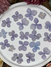 Natürlich getrocknete Hortensienblüten in Lila, ideal für Resin-Kunst, Bastelarbeiten und Scrapbooking. Jede Blüte einzigartig & detailreich erhalten.