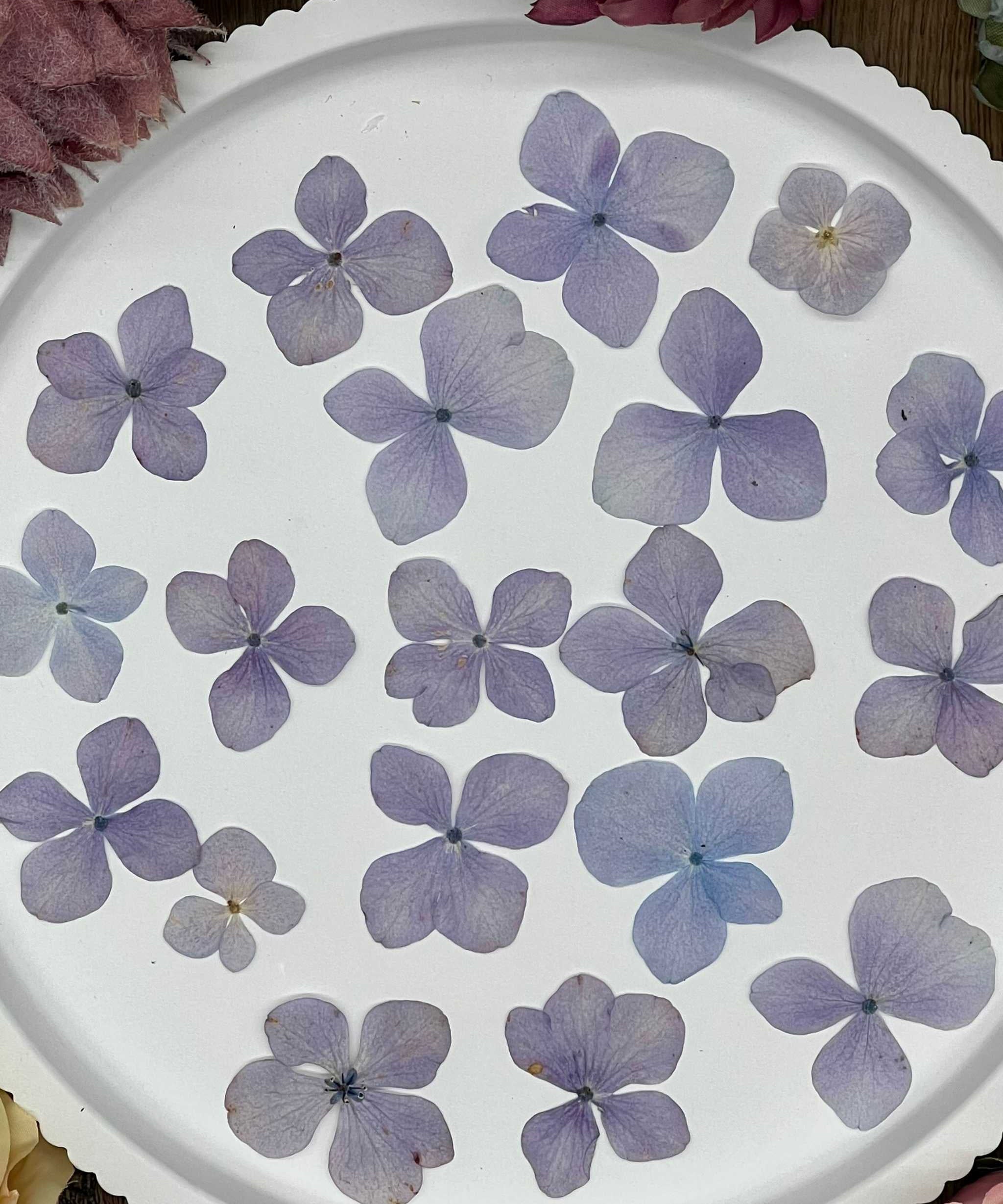 Natürlich getrocknete Hortensienblüten in Lila, ideal für Resin-Kunst, Bastelarbeiten und Scrapbooking. Jede Blüte einzigartig & detailreich erhalten.