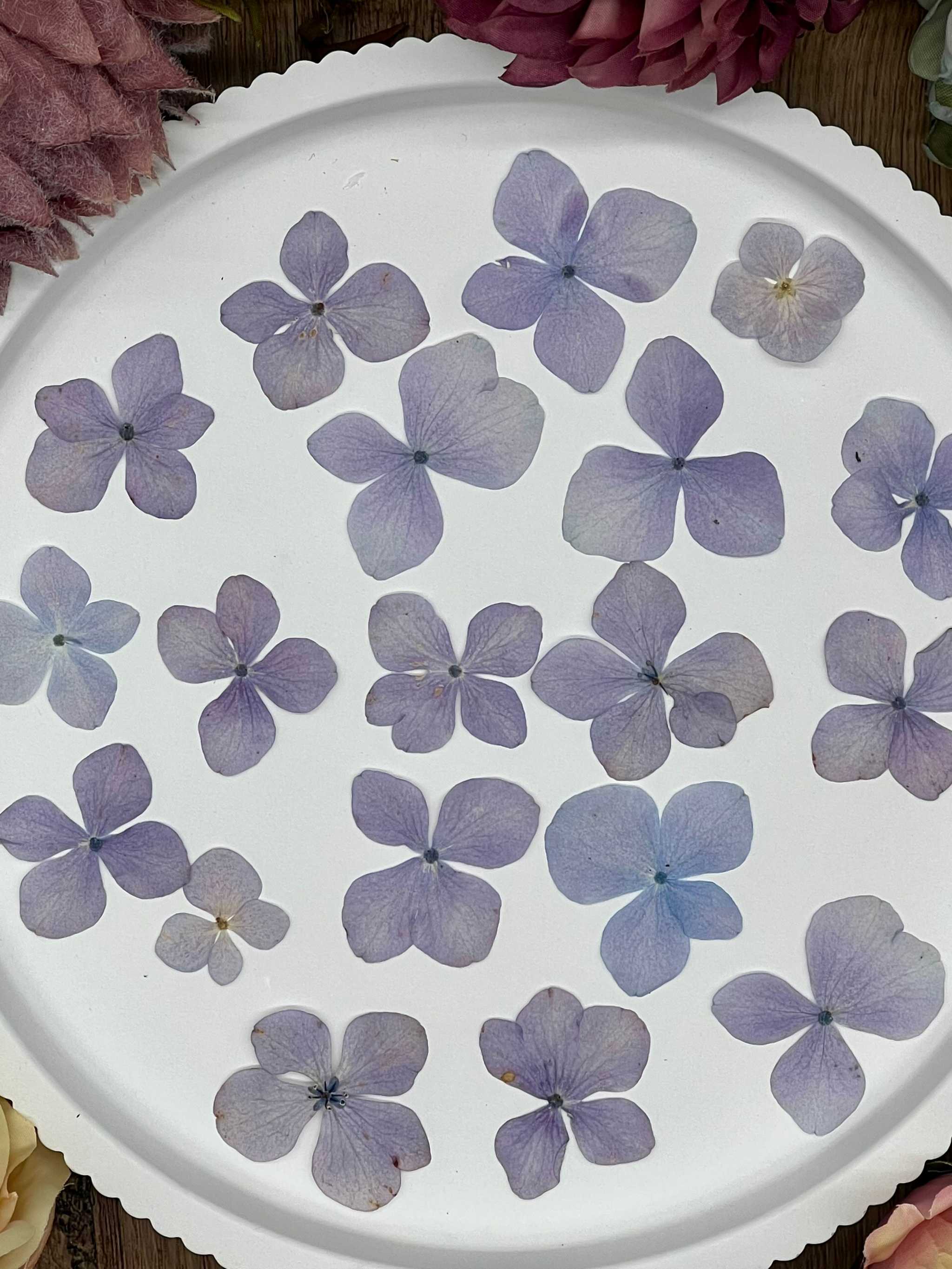 Natürlich getrocknete Hortensienblüten in Lila, ideal für Resin-Kunst, Bastelarbeiten und Scrapbooking. Jede Blüte einzigartig & detailreich erhalten.