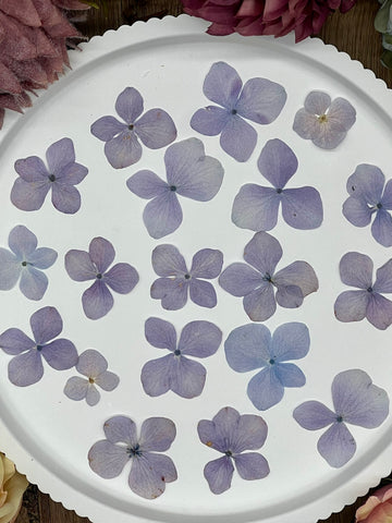 20 getrocknete Hortensien in lila