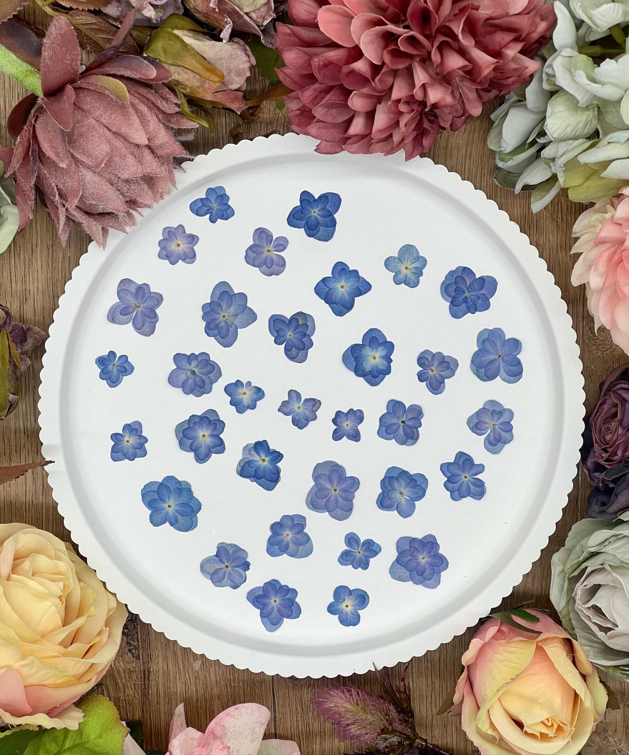 Getrocknete Blumen – 20 handgepresste Lotus Hortensien in Mittelblau, ideal für kreative DIY-Projekte, Resin Art und kunstvolle Dekorationen.