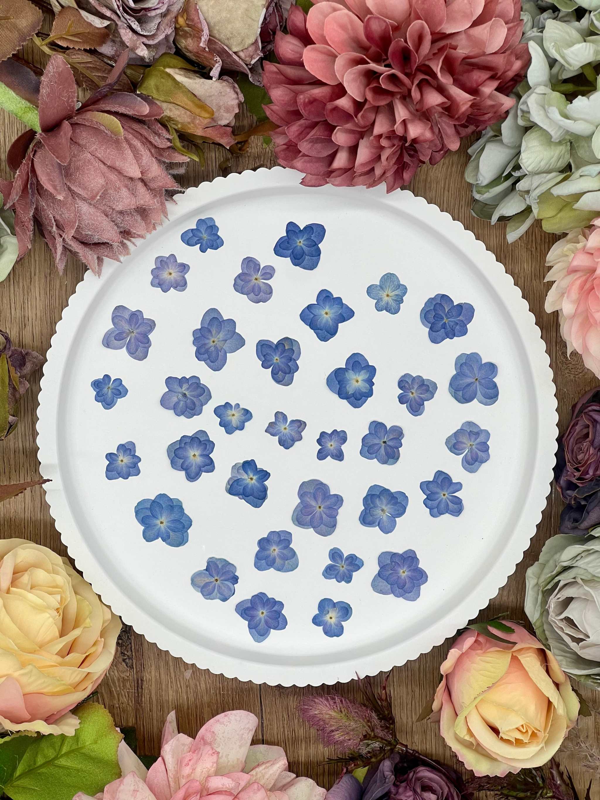 Getrocknete Blumen – 20 handgepresste Lotus Hortensien in Mittelblau, ideal für kreative DIY-Projekte, Resin Art und kunstvolle Dekorationen.