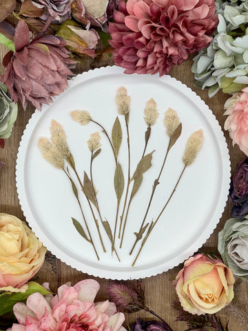 10 getrocknete Celosia Blüten