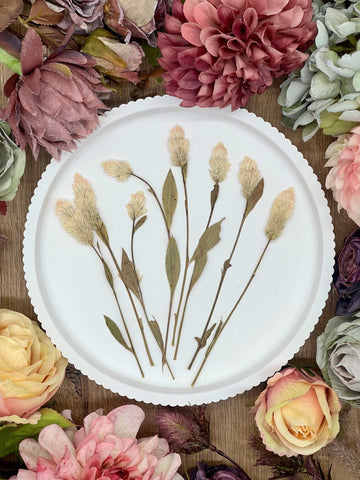 Dried flowers – 10 dried Celosia flowers