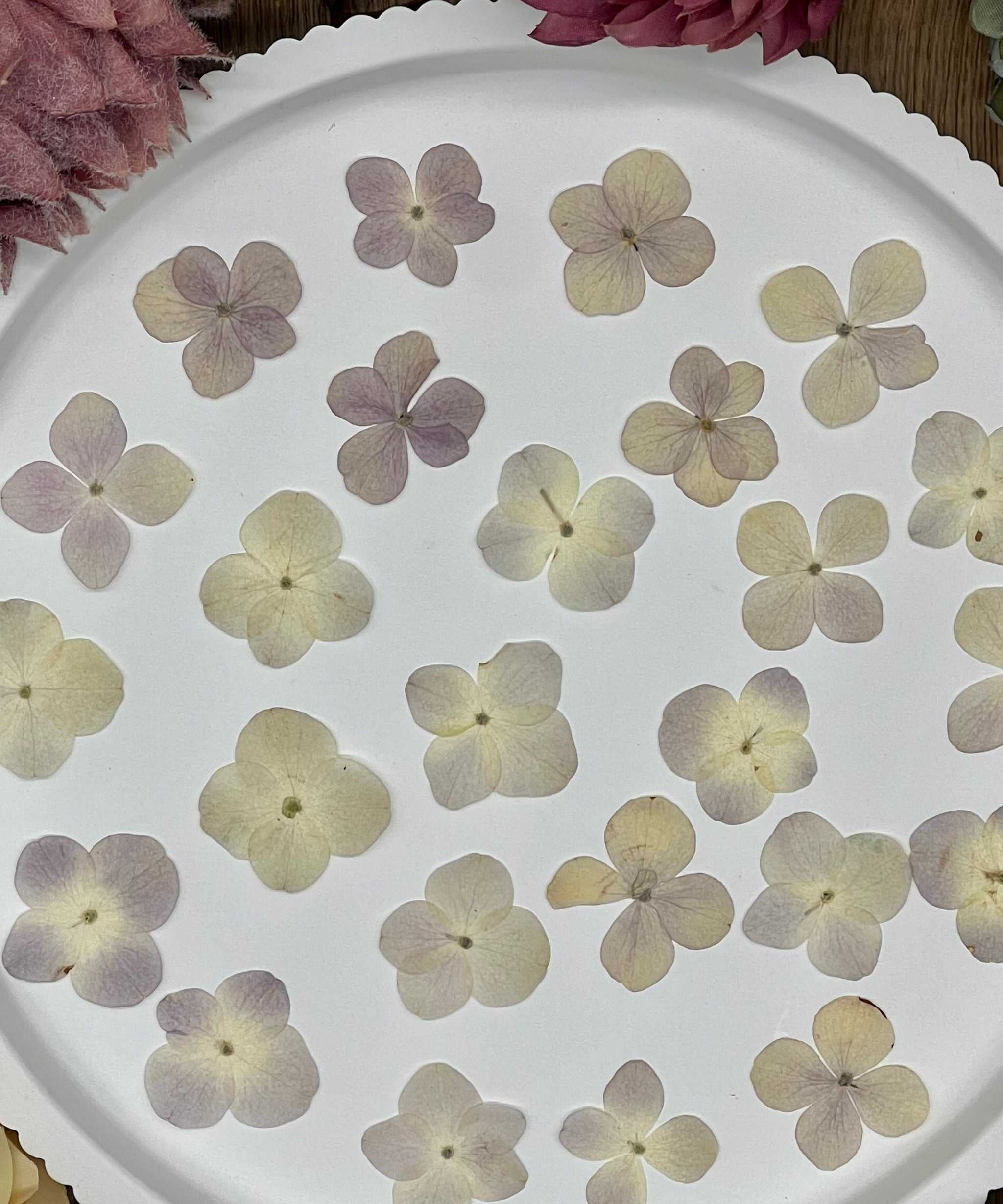 Natürlich getrocknete Hortensienblüten in sanftem Fliederton, ideal für Resin-Kunst, Bastelarbeiten und Scrapbooking. Jede Blüte ist einzigartig & detailreich erhalten.
