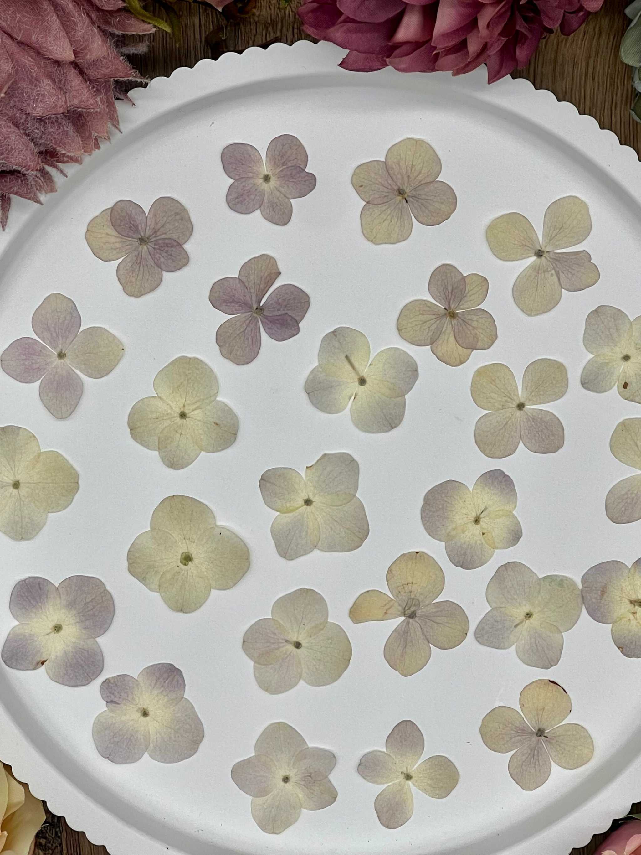 Natürlich getrocknete Hortensienblüten in sanftem Fliederton, ideal für Resin-Kunst, Bastelarbeiten und Scrapbooking. Jede Blüte ist einzigartig & detailreich erhalten.
