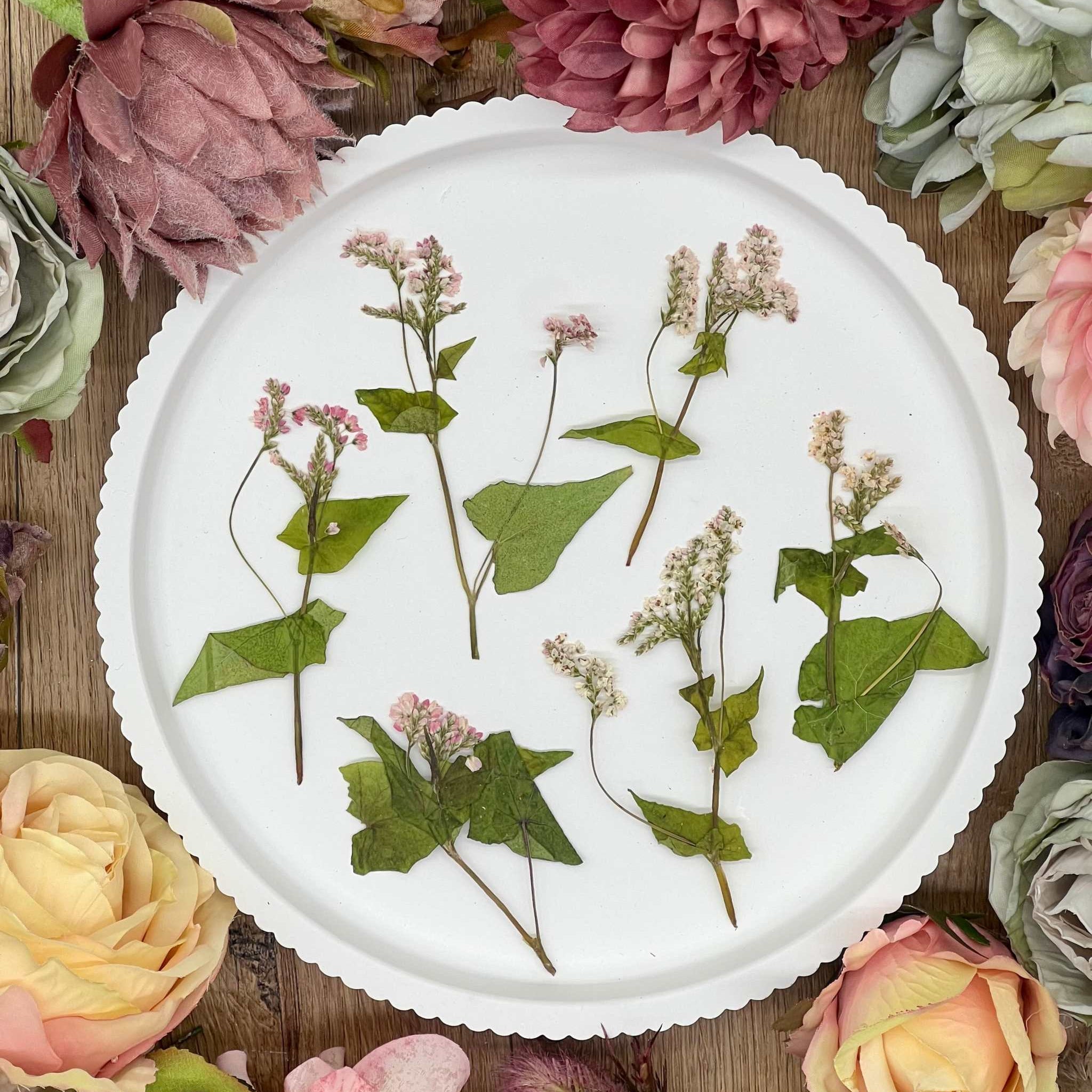 Handgetrocknete, naturbelassene Blumen und Blüten, ideal für Resin Art, Bastelprojekte oder Dekoration. Lebendige Farben für kreative Anwendungen in Kunst und Design. Sorgfältig getrocknete Blüten in strahlenden Farben.
