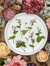 Dried Flowers – 12 dried buckwheat in white with pink