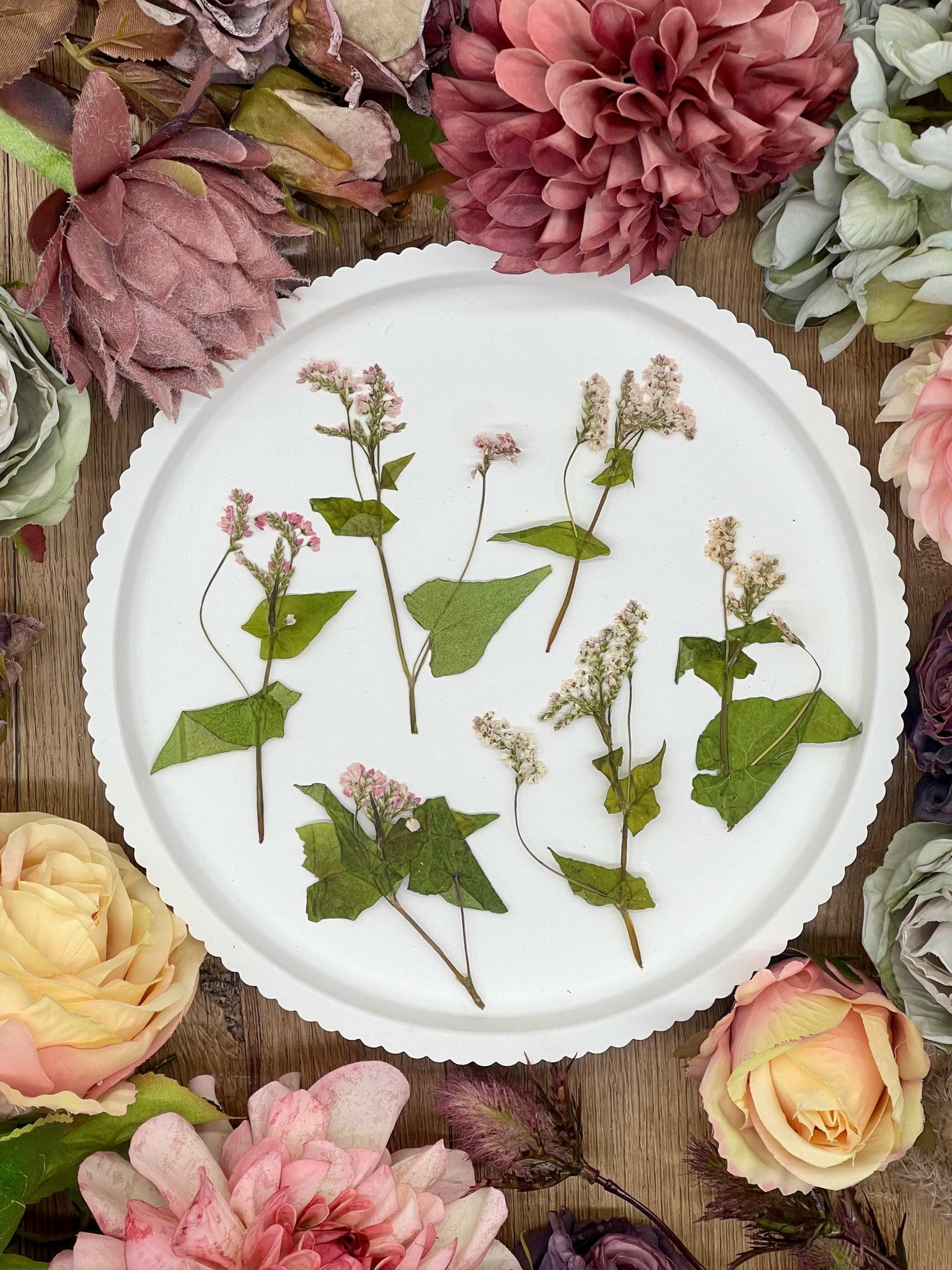 Getrocknete Blumen – gepresste Buckwheat Weiß Rosa online kaufen – Biddy Art Design