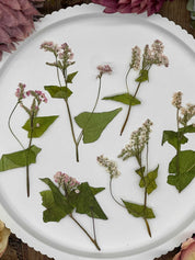 Handgetrocknete, naturbelassene Blumen und Blüten, ideal für Resin Art, Bastelprojekte oder Dekoration. Lebendige Farben für kreative Anwendungen in Kunst und Design. Sorgfältig getrocknete Blüten in strahlenden Farben.

Naturgetrocknete Blüten in authentischen Farben, handverlesen und ideal für kreative Projekte, von Resin Art bis hin zu Dekorationen. Selbstgetrocknete Blüten für kreative Projekte und Resin Art. Perfekt für DIY-Kunstwerke und Dekorationen.
