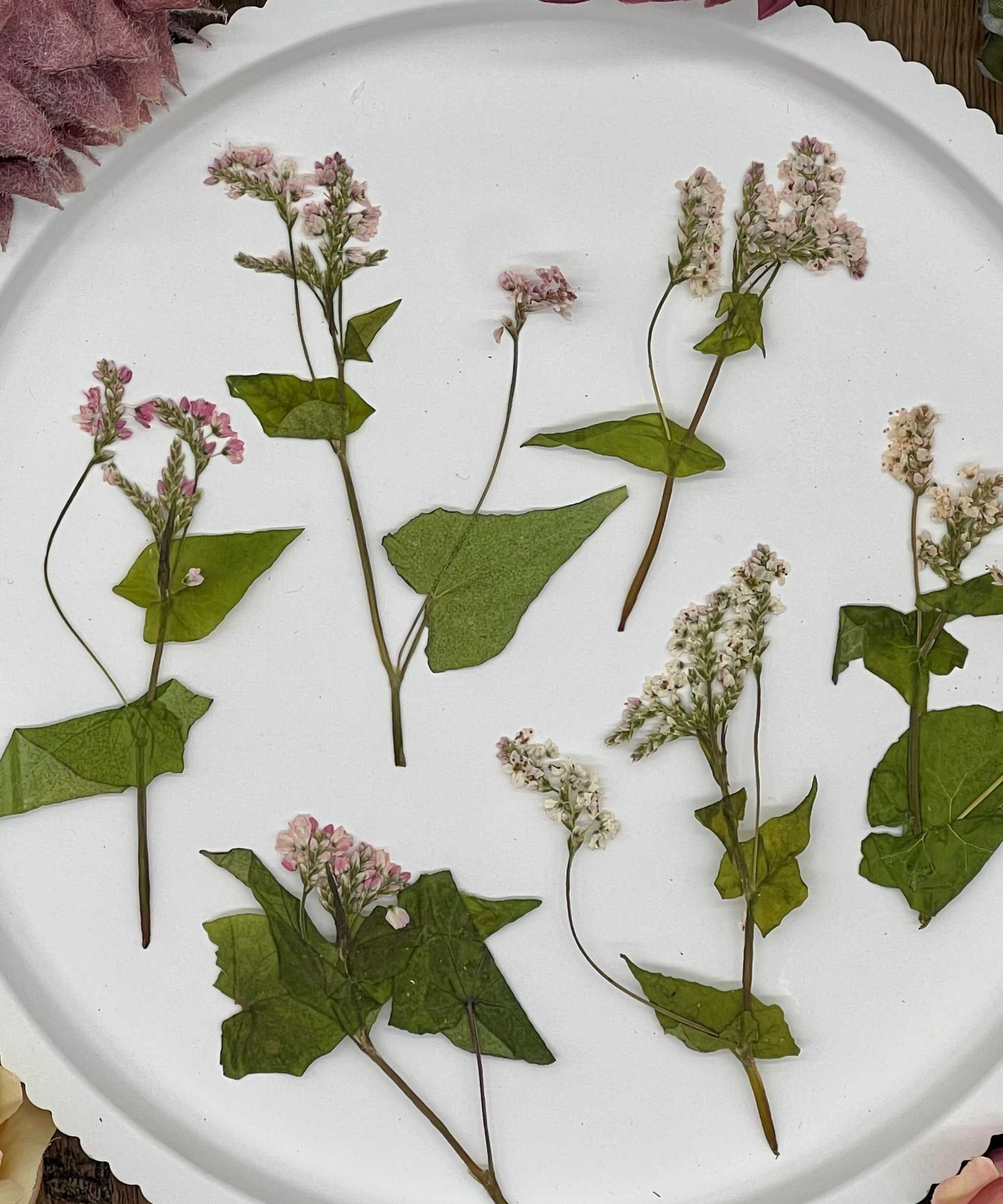 Handgetrocknete, naturbelassene Blumen und Blüten, ideal für Resin Art, Bastelprojekte oder Dekoration. Lebendige Farben für kreative Anwendungen in Kunst und Design. Sorgfältig getrocknete Blüten in strahlenden Farben.

Naturgetrocknete Blüten in authentischen Farben, handverlesen und ideal für kreative Projekte, von Resin Art bis hin zu Dekorationen. Selbstgetrocknete Blüten für kreative Projekte und Resin Art. Perfekt für DIY-Kunstwerke und Dekorationen.
