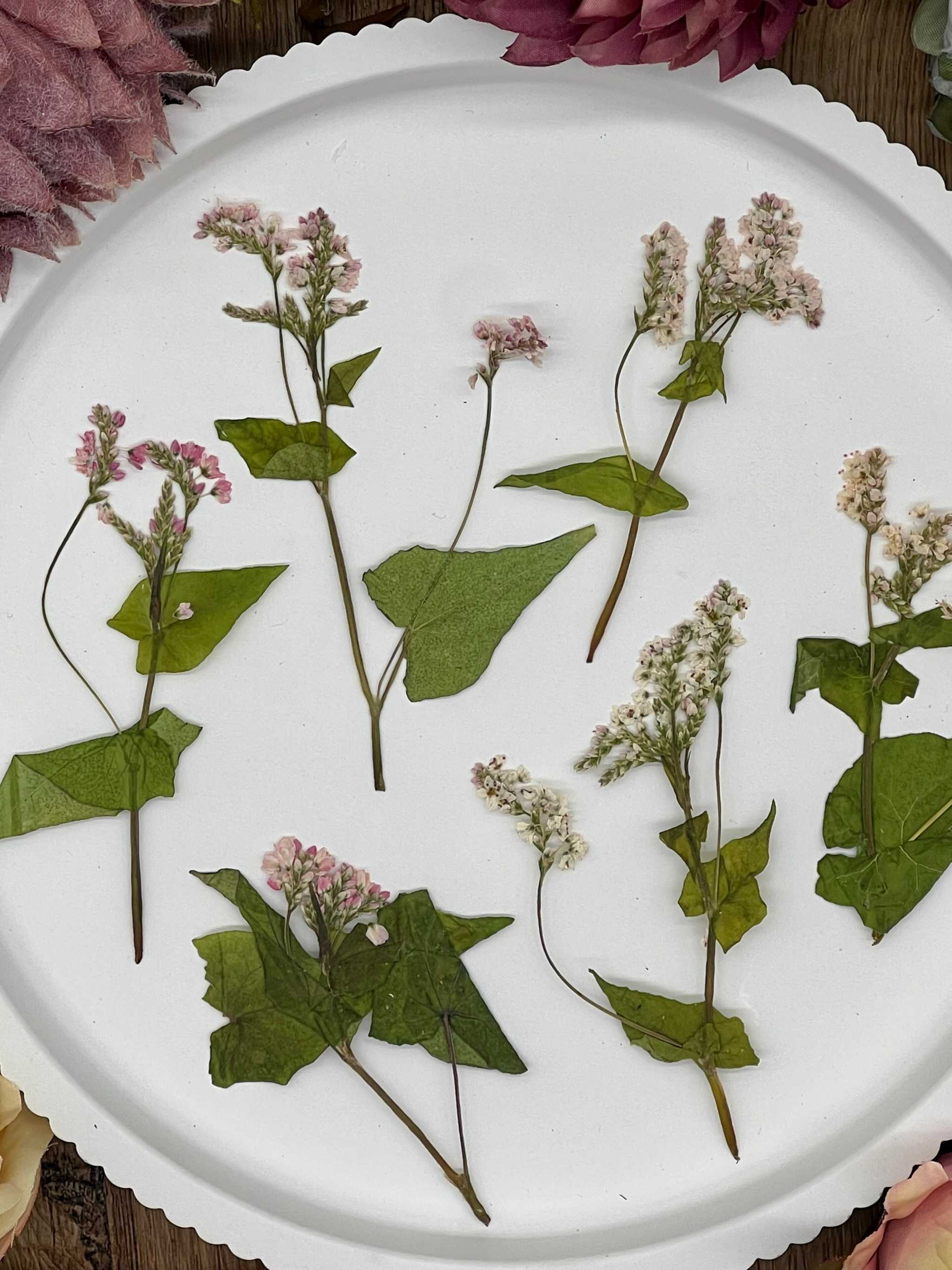 Handgetrocknete, naturbelassene Blumen und Blüten, ideal für Resin Art, Bastelprojekte oder Dekoration. Lebendige Farben für kreative Anwendungen in Kunst und Design. Sorgfältig getrocknete Blüten in strahlenden Farben.

Naturgetrocknete Blüten in authentischen Farben, handverlesen und ideal für kreative Projekte, von Resin Art bis hin zu Dekorationen. Selbstgetrocknete Blüten für kreative Projekte und Resin Art. Perfekt für DIY-Kunstwerke und Dekorationen.
