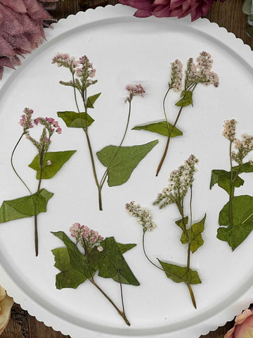 12 getrocknete Buckwheat in weiss mit rosa