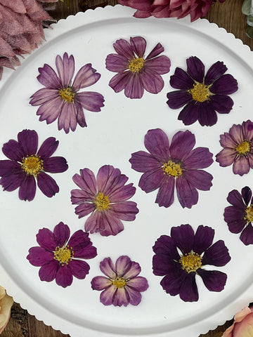 12 getrocknete Cosmos Blüten in Burgunder