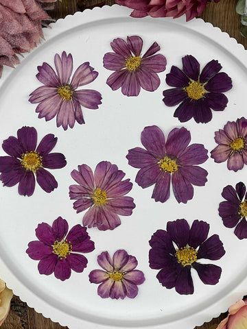 Dried Flowers – 12 dried Cosmos flowers in burgundy