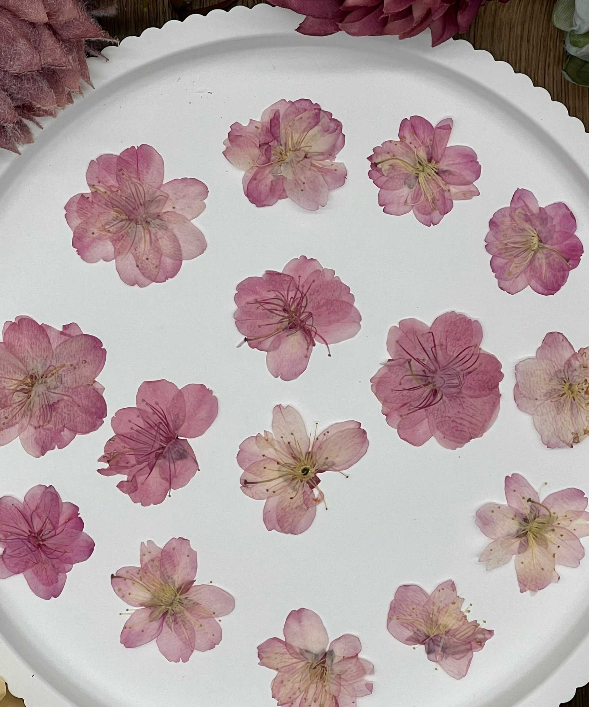 Twelve dried pink Sakura cherry blossoms displayed on a white tray, perfect for creative projects like resin art and scrapbooking.