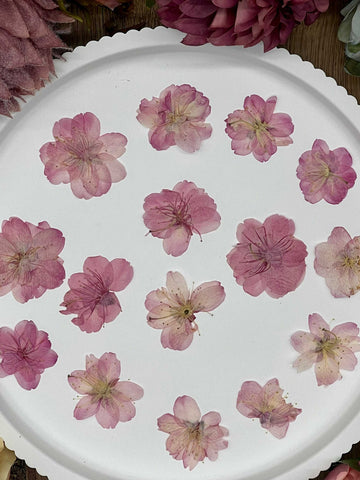 Dried Flowers – 12 dried Sakura cherry blossoms in pink