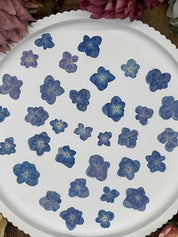 Natürlich getrocknete Lotus Hortensienblüten in Mittelblau, perfekt für Resin-Kunst, Bastelarbeiten und Scrapbooking. Jede Blüte einzigartig & detailreich erhalten.