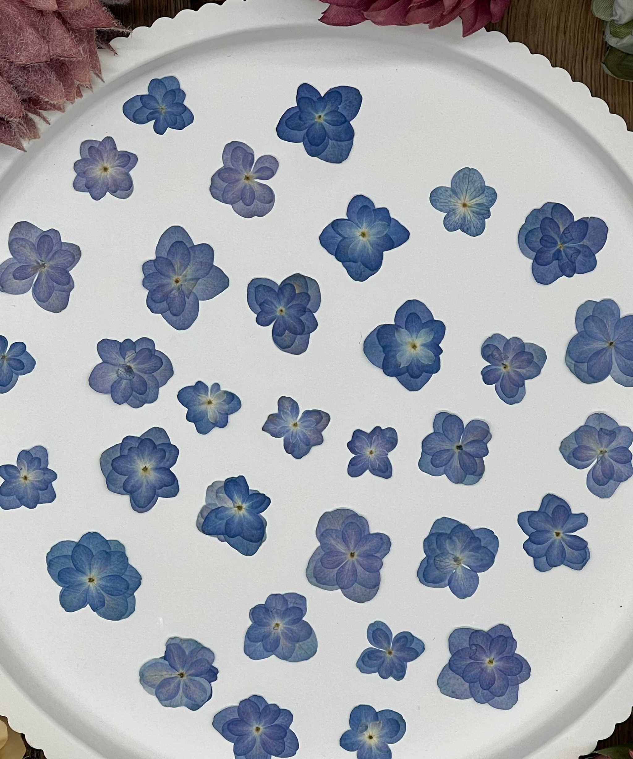 Natürlich getrocknete Lotus Hortensienblüten in Mittelblau, perfekt für Resin-Kunst, Bastelarbeiten und Scrapbooking. Jede Blüte einzigartig & detailreich erhalten.