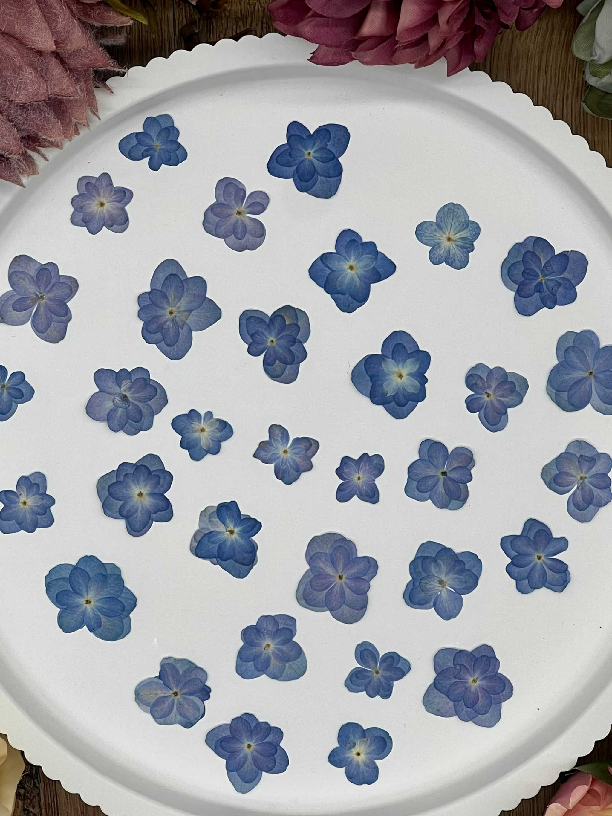 Natürlich getrocknete Lotus Hortensienblüten in Mittelblau, perfekt für Resin-Kunst, Bastelarbeiten und Scrapbooking. Jede Blüte einzigartig & detailreich erhalten.
