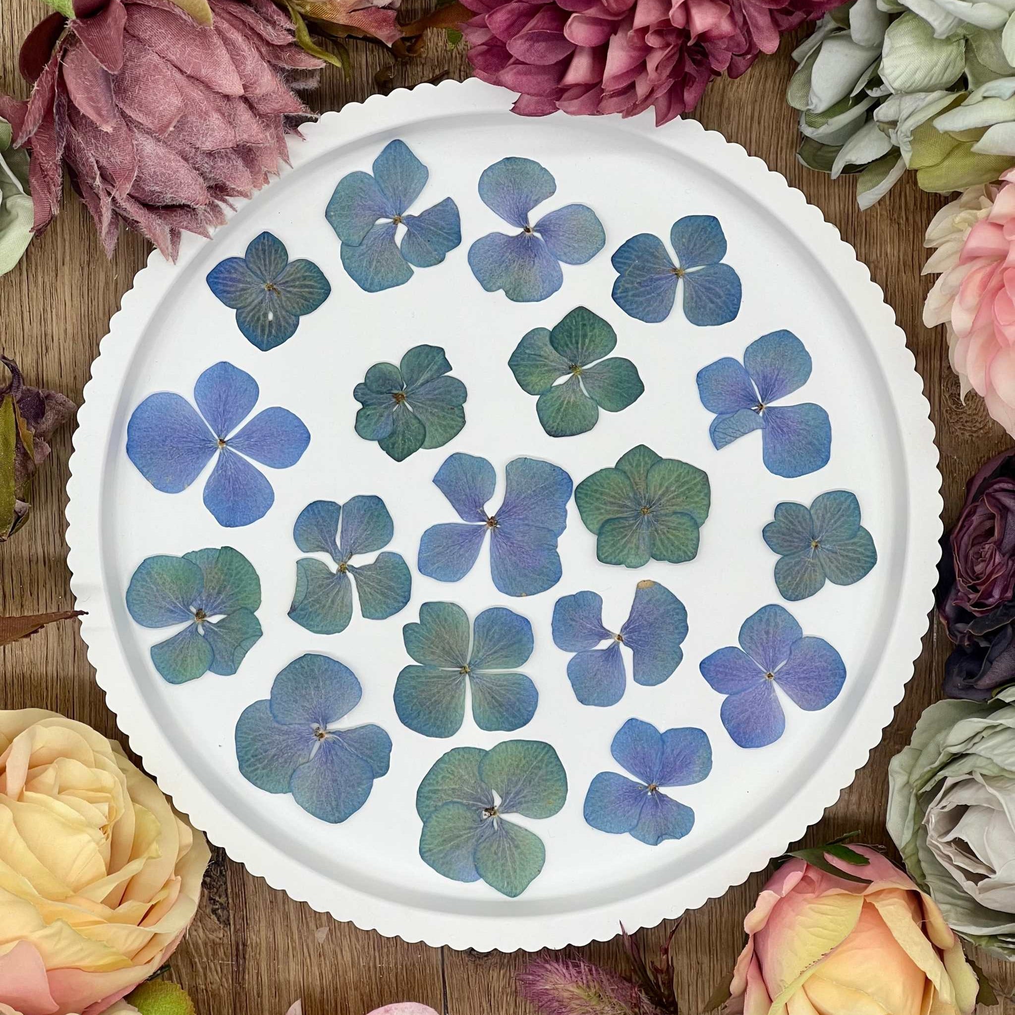 Getrocknete Blumen – 20 handgepresste Hortensien in Blau und Grün, ideal für kreative DIY-Projekte, Resin Art und kunstvolle Dekorationen.