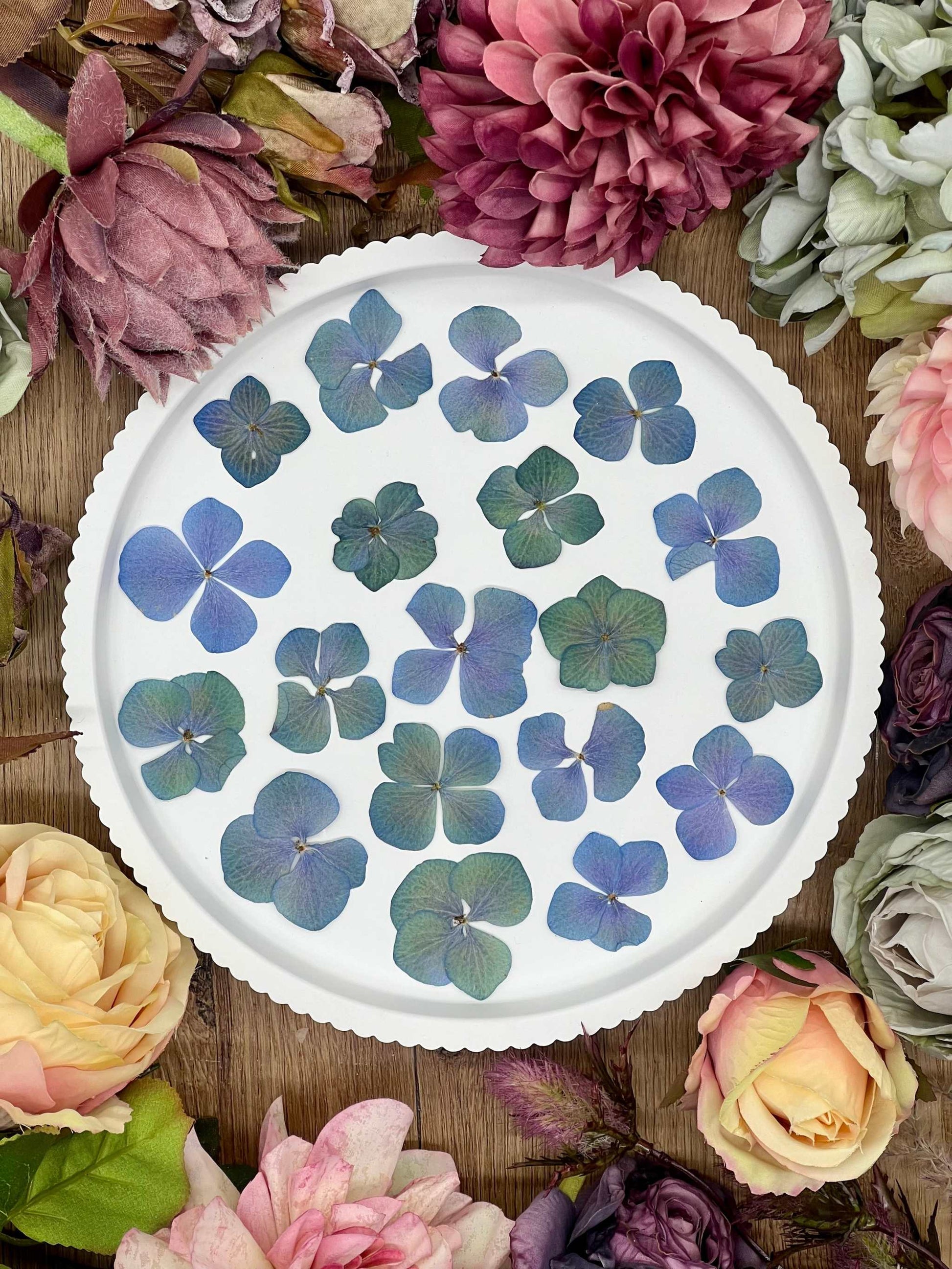 Getrocknete Blumen – 20 handgepresste Hortensien in Blau und Grün, ideal für kreative DIY-Projekte, Resin Art und kunstvolle Dekorationen.