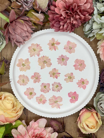 Dried Flowers – 12 dried Larkspur flowers in pink