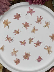 Getrocknete Blumen – 12 handgepresste Rhododendron Blüten in zartem Rosa, ideal für kreative DIY-Projekte, Resin Art und kunstvolle Dekorationen.

Natürlich getrocknete Rhododendron Blüten in sanftem Rosaton, perfekt für Resin-Kunst, Bastelarbeiten und Scrapbooking. Jede Blüte ist einzigartig & detailreich erhalten.