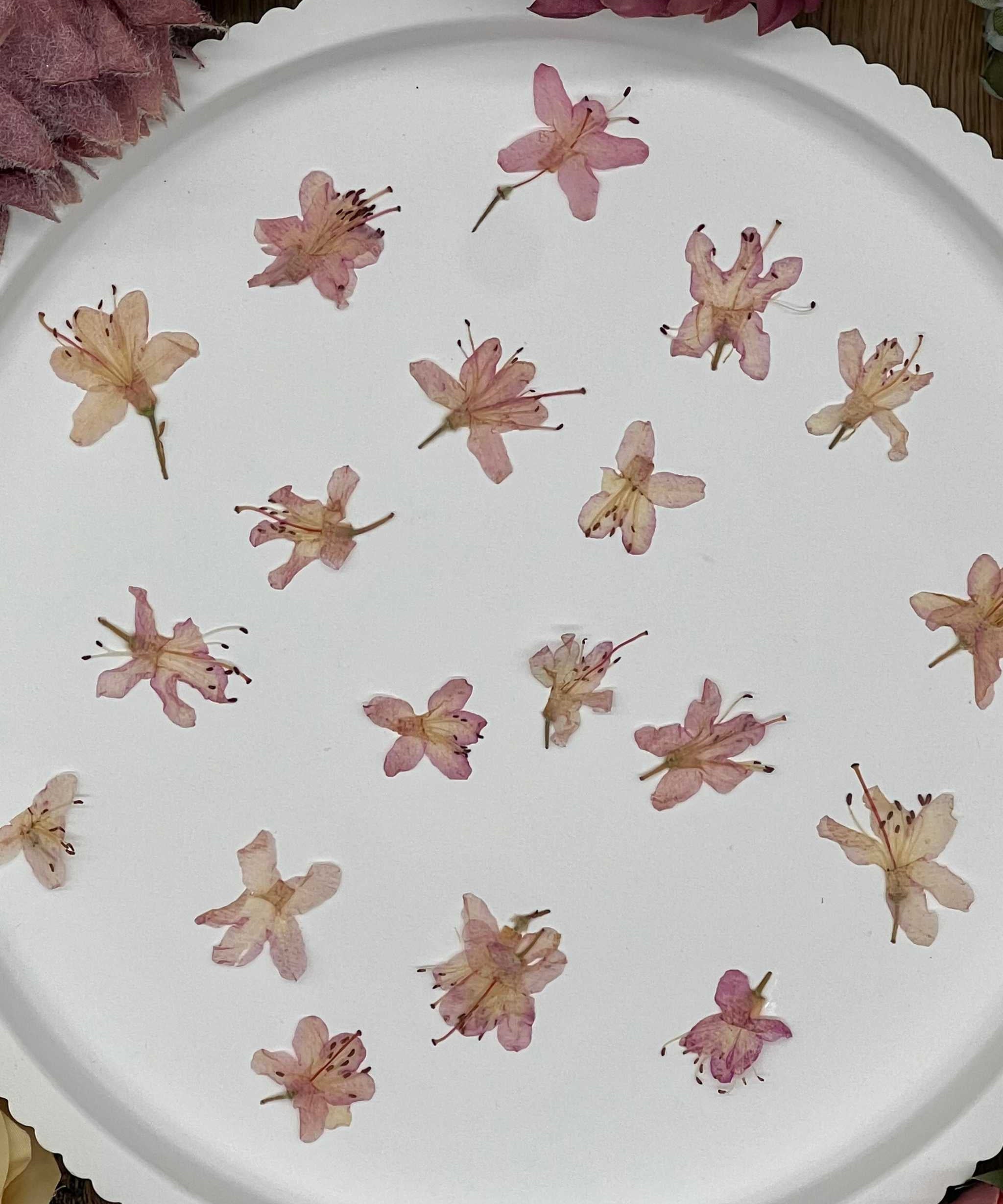 Getrocknete Blumen – 12 handgepresste Rhododendron Blüten in zartem Rosa, ideal für kreative DIY-Projekte, Resin Art und kunstvolle Dekorationen.

Natürlich getrocknete Rhododendron Blüten in sanftem Rosaton, perfekt für Resin-Kunst, Bastelarbeiten und Scrapbooking. Jede Blüte ist einzigartig & detailreich erhalten.