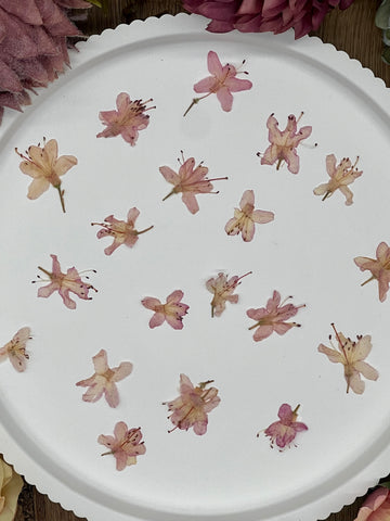 12 getrocknete Rhododendron Blüten in rosa