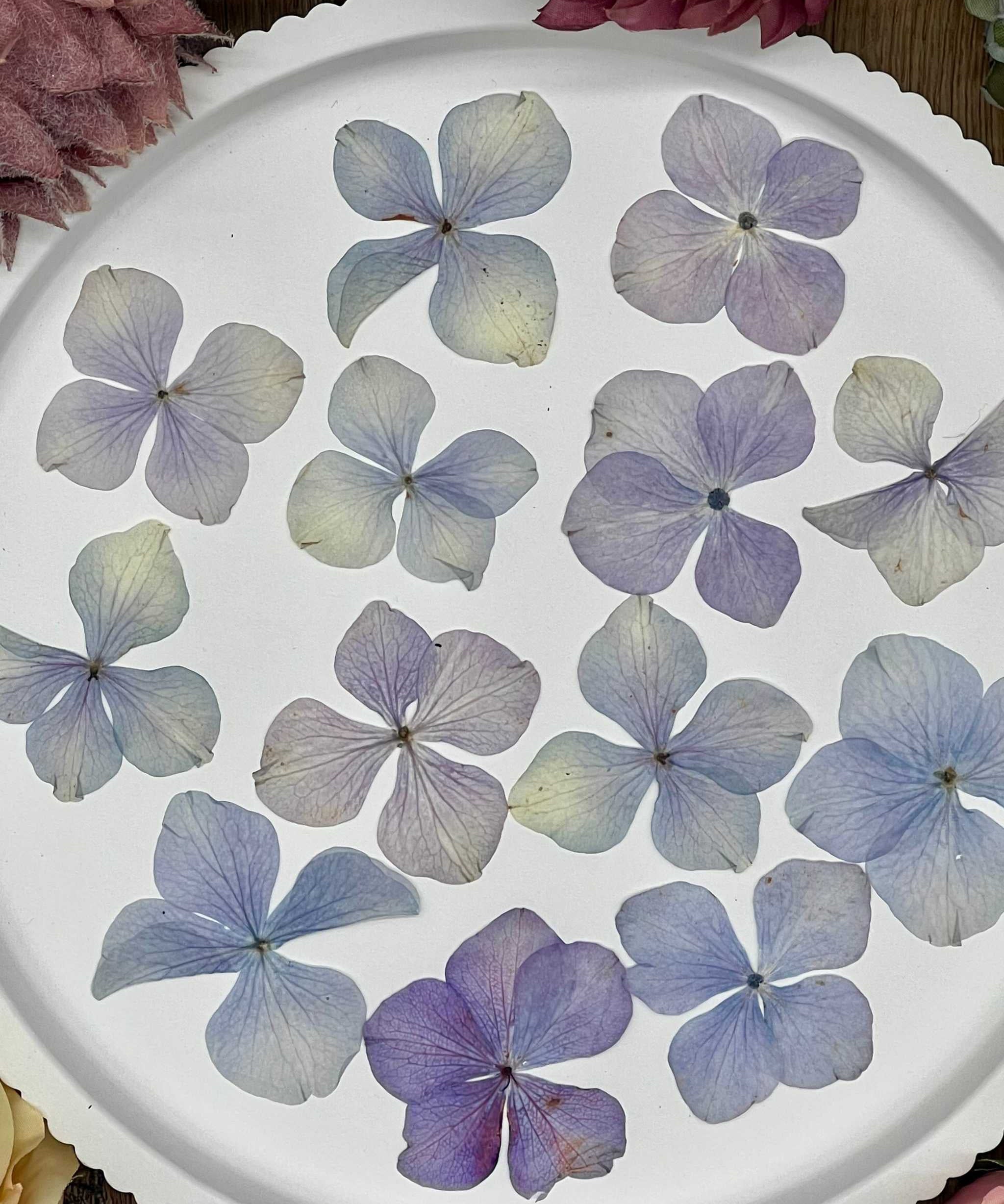 20 dried purple hydrangea flowers for DIY, resin art, and crafts.