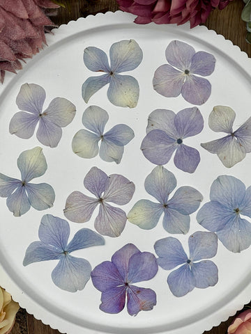 20 getrocknete Hortensien in violett