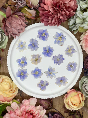 12 dried Larkspur flowers in purple